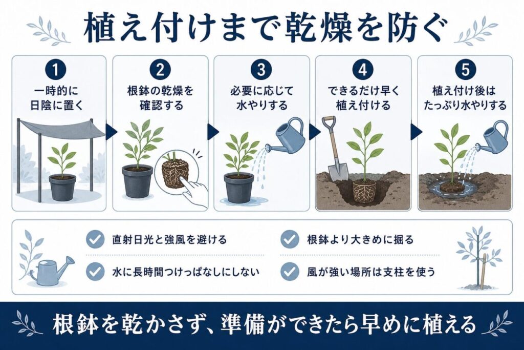通販で届いた庭木を植え付けるまで乾燥から守る方法を示した図解。直射日光と強風を避けて日陰へ仮置きし、根鉢の乾燥を確認して必要に応じて水やりし、早めに植え付ける手順を紹介。