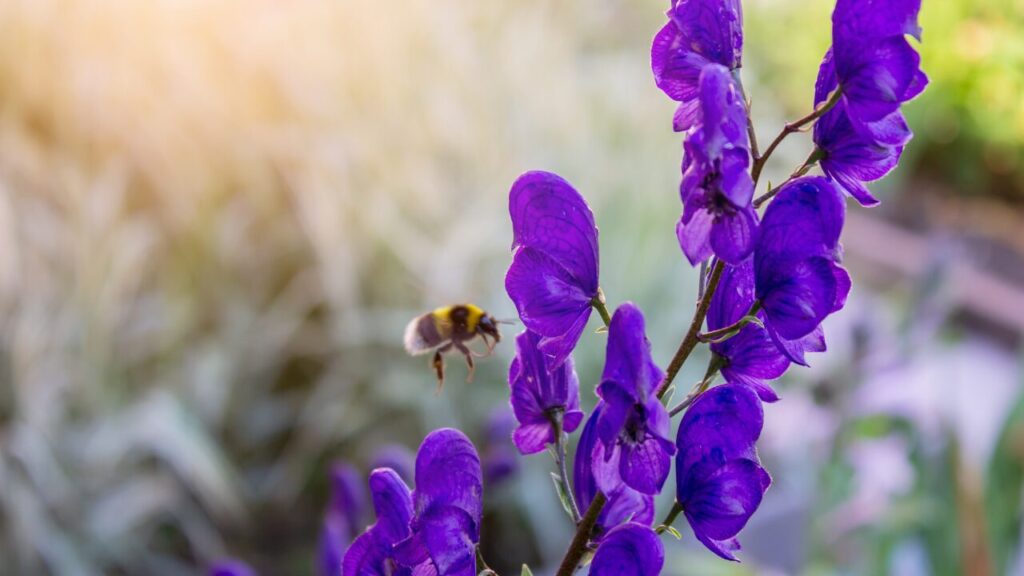 トリカブトの花の写真