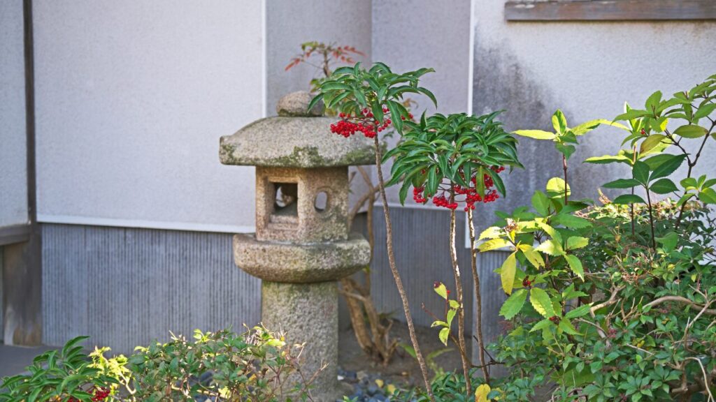 灯籠の横に植えられたマンリョウの写真