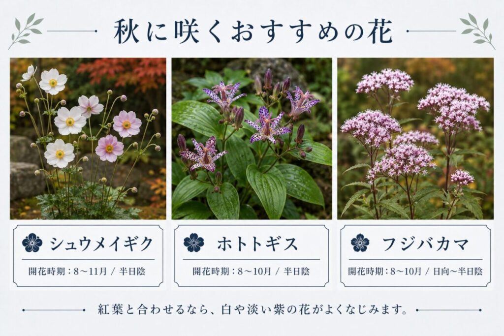 和モダンな庭に合う秋の花として、シュウメイギク・ホトトギス・フジバカマの開花時期と日照条件を紹介した図解