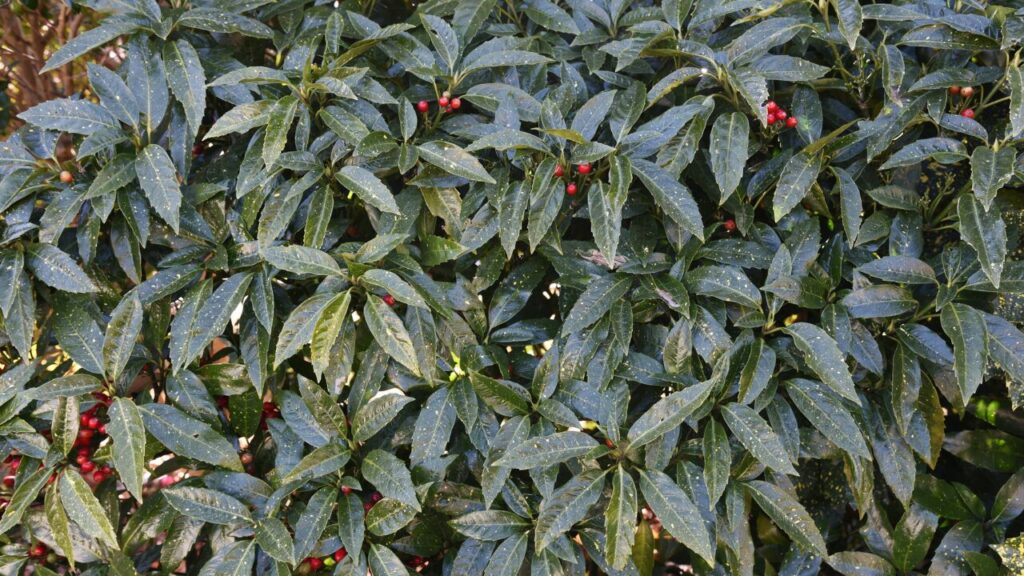 アオキの写真
