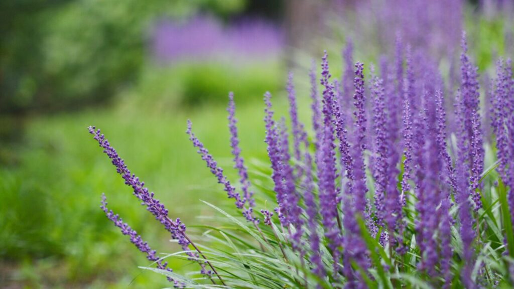 ヤブランの花の写真