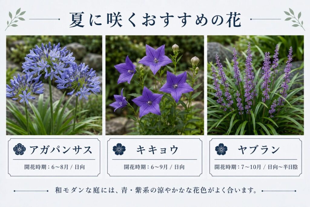 和モダンな庭に合う夏の花として、アガパンサス・キキョウ・ヤブランの開花時期と日照条件を横並びで紹介した図解