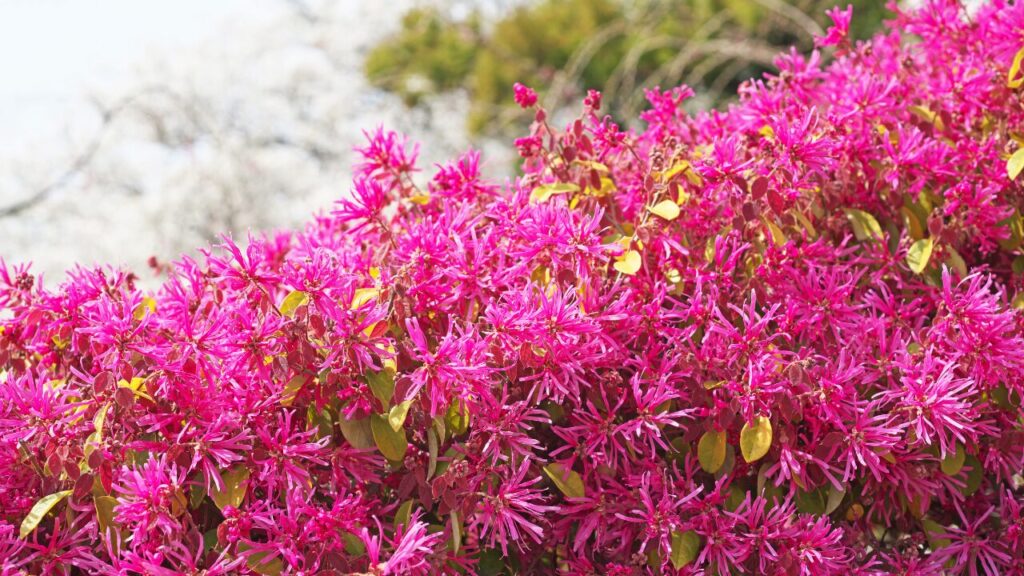 ピンクの花が咲き誇るトキワマンサクの写真