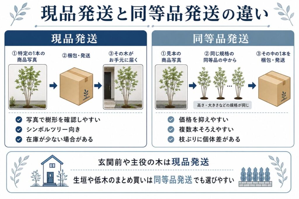 庭木通販の現品発送と同等品発送の違いを比較した図解。写真と同じ庭木が届く現品発送と、同じ規格の別個体が届く同等品発送の特徴を解説。