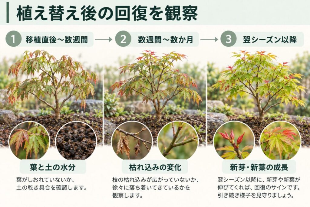 庭木の植え替え後の回復期間と観察ポイントを3段階で示した図解。移植直後から数週間は葉と土の水分、数週間から数か月は枝枯れの変化、翌シーズン以降は新芽や新葉の成長を確認する流れを、モミジの状態と拡大写真で説明している。