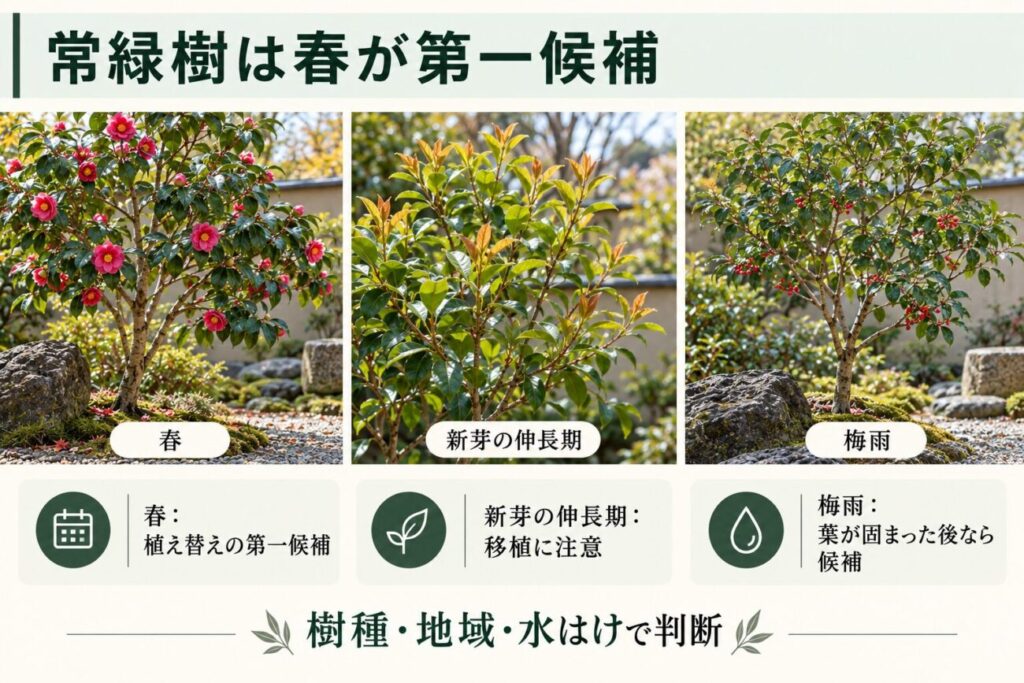 常緑樹の植え替えに適した時期を解説する図解。ツバキなどの常緑広葉樹を例に、春・新芽の伸長期・梅雨の3つの状態を比較。春を第一候補とし、新芽の成長や葉の状態、水はけに注意するポイントを紹介。