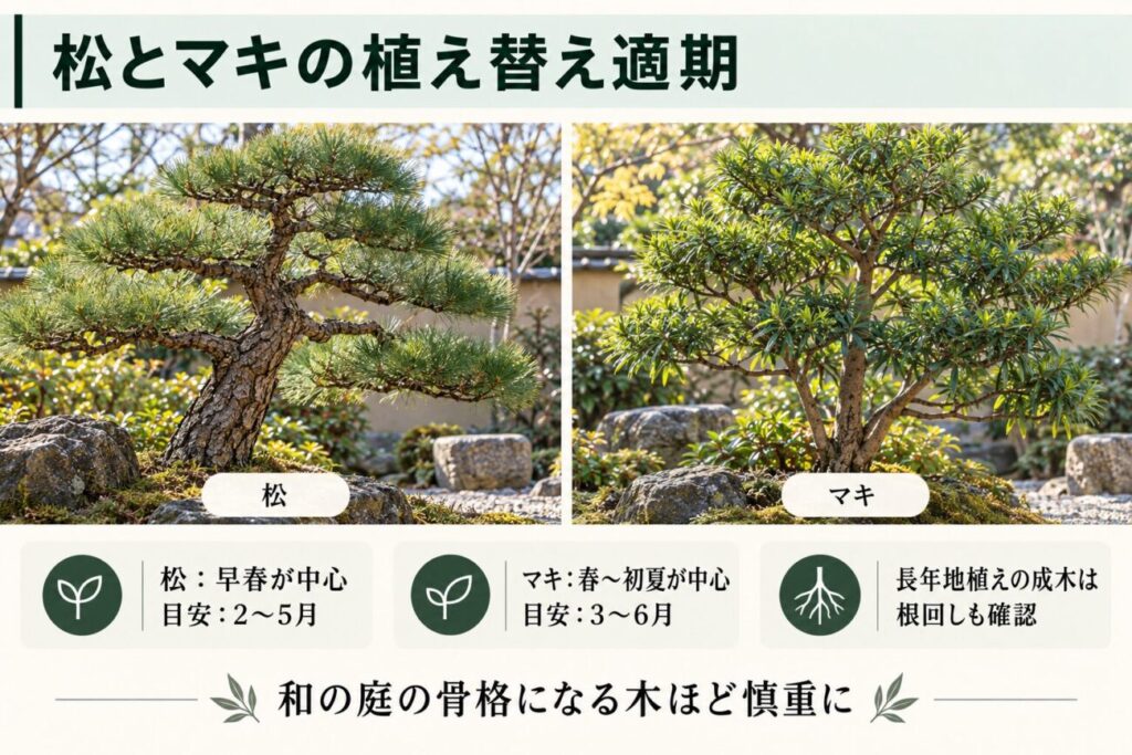 和風庭園に植えられた松とマキの植え替え時期を比較した図解。仕立て松は早春を中心に2月〜5月、マキは春から初夏の3月〜6月を目安として紹介。長年地植えされた成木では根回しの必要性も確認することを解説。