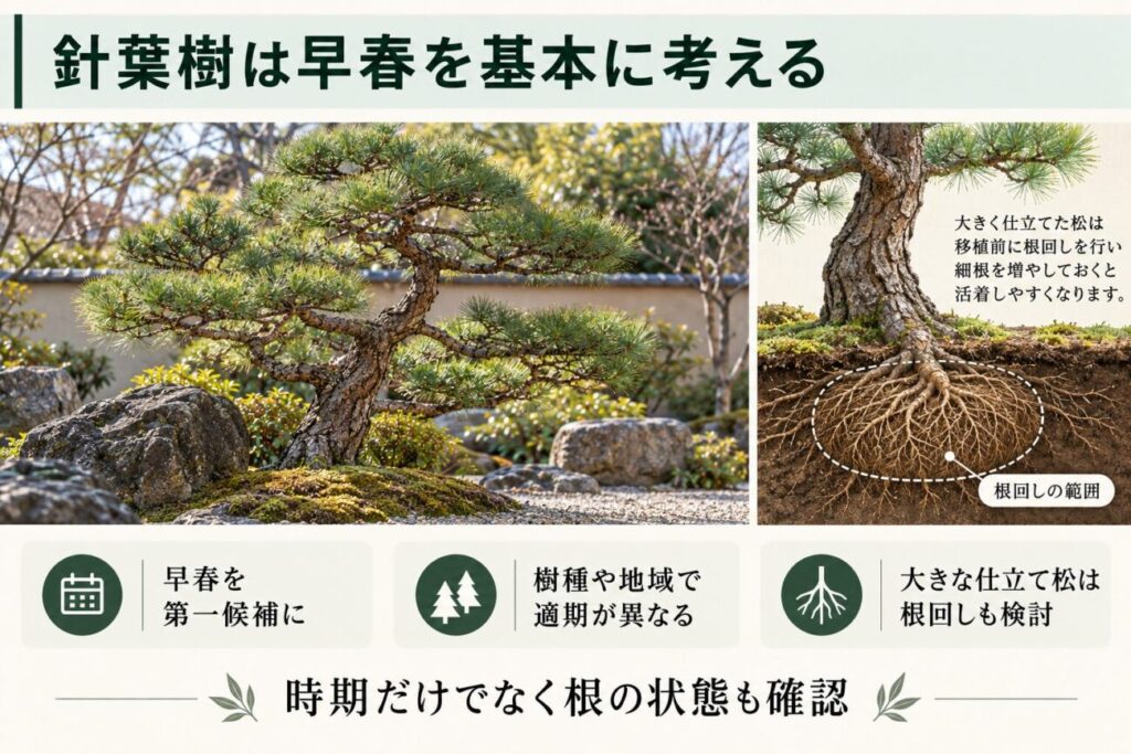 松などの針葉樹の植え替え時期を解説する図解。和風庭園の仕立て松と地中に広がる根の断面を示し、早春を移植の第一候補とする考え方や、大きな松の根回し・根鉢の確保について紹介。