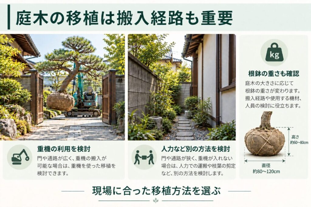 庭木の植え替えで確認したい重機の搬入経路と作業条件を比較した図解。左側には広い門から重機を使って松を移植する様子、中央には住宅と塀に囲まれた狭い和風庭園の通路を表示。右側には根鉢の大きさと重量に関する説明を配置し、庭の広さや搬入経路に応じて重機や人力など適切な移植方法を検討する重要性を解説している。