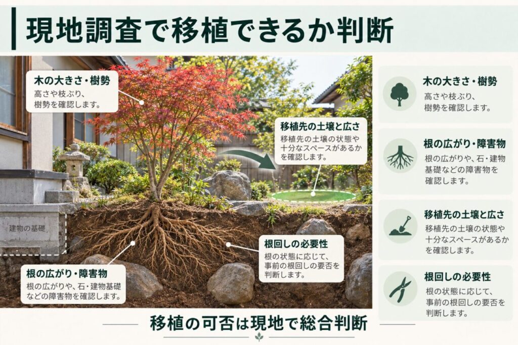 庭木の植え替え前に行う現地調査の確認ポイントを示した図解。和風住宅の庭に植えられたモミジと地中に広がる根の断面を描き、庭石や建物基礎などの障害物、樹木の大きさや樹勢、移植先の土壌と広さ、根回しの必要性を解説。庭木を移植できるか現場で総合的に判断する重要性を示している。