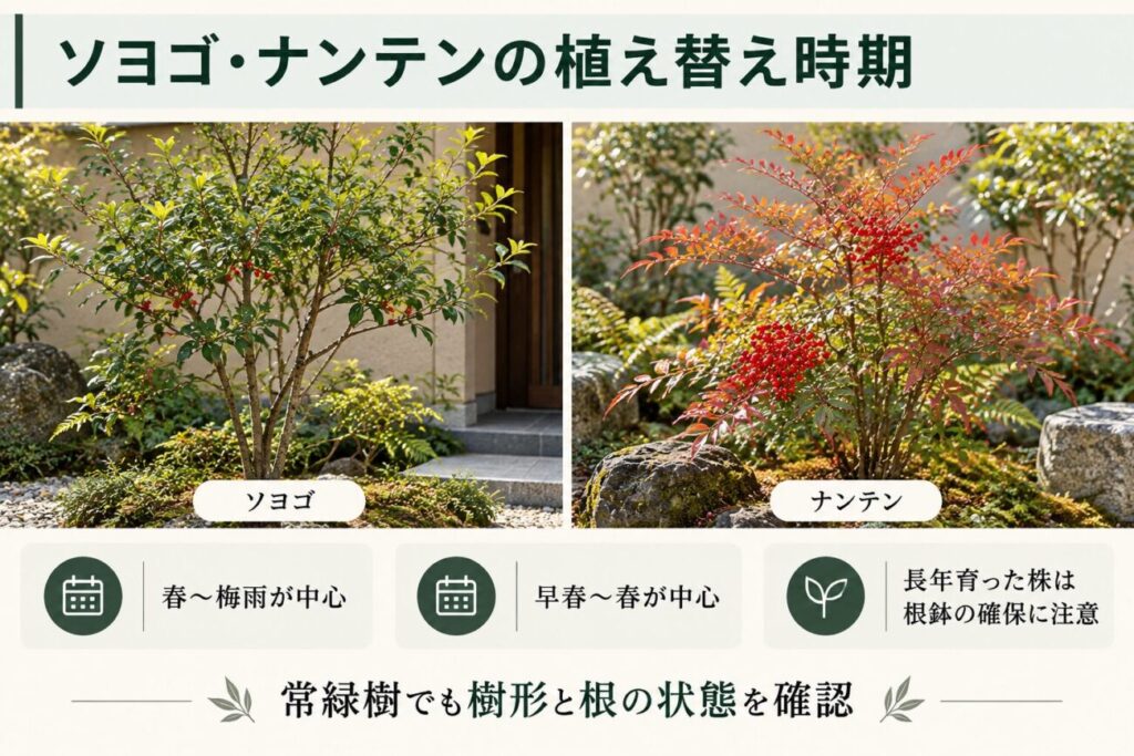 ソヨゴとナンテンの植え替え時期を比較した図解。和モダン住宅の玄関まわりに植えられたソヨゴと、赤い実や紅葉が特徴的なナンテンを紹介。ソヨゴは春から梅雨、ナンテンは早春から春を中心に、根鉢を守る重要性も解説。