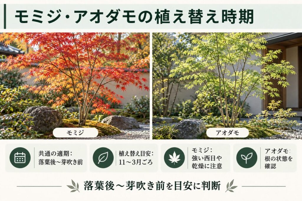 モミジとアオダモの植え替え時期を比較した図解。和風庭園の紅葉したモミジと和モダン住宅に植えられたアオダモを並べ、落葉後から芽吹き前の11月〜3月ごろを目安とする適期や、日当たり・根の状態の注意点を紹介。