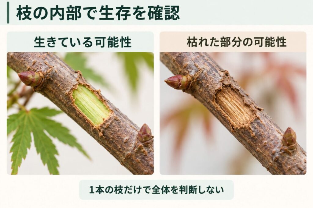 植え替え後に枯れたように見える庭木の生存確認方法を示した図解。小枝の樹皮を少し削り、内部が緑色の生きている可能性がある枝と、茶色く乾燥した枯死部分の可能性がある枝を比較し、1本の枝だけで木全体の生死を判断しないことを説明している。