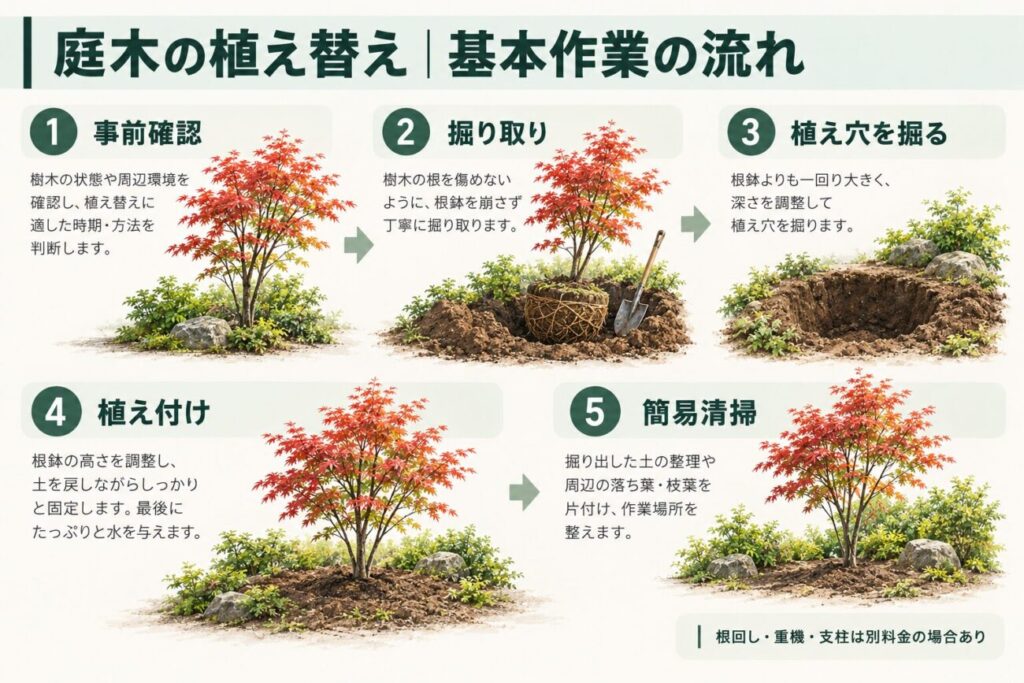 庭木の植え替えにおける基本作業の流れを5段階で解説した図解。モミジの状態を確認する事前調査から、根鉢を残した掘り取り、植え穴の掘削、植え付け、作業後の簡易清掃までをイラストで紹介。根回しや重機、支柱が別料金になる場合も説明。