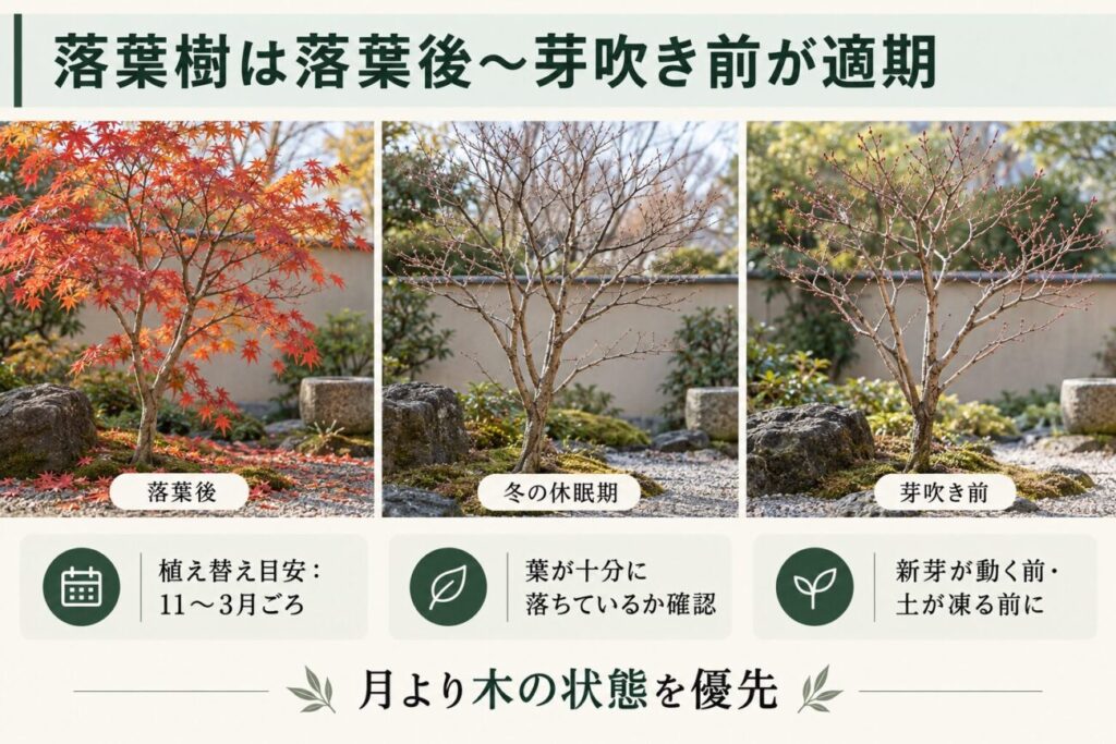 落葉樹の植え替え時期を解説した図解。モミジの落葉期・冬の休眠期・春の芽吹き前を写真で比較し、11月〜3月ごろを目安に、落葉の状態や新芽、土の凍結を確認するポイントを紹介。